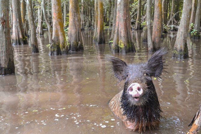 Nawlins Luxury: Large Airboat Swamp Tour With Transportation - Things To Known