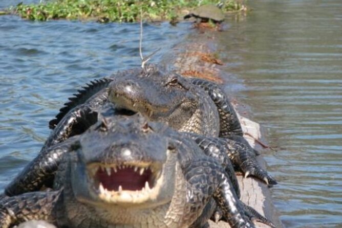 Nawlins Luxury: Pontoon Boat Swamp Tour With Transportation - Dress and Preparation