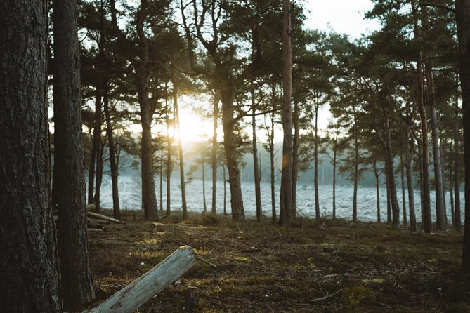 New Forest Tour App, Hidden Gems Game and Big Britain Quiz (7 Day Pass) UK - Securing Your Group Experience