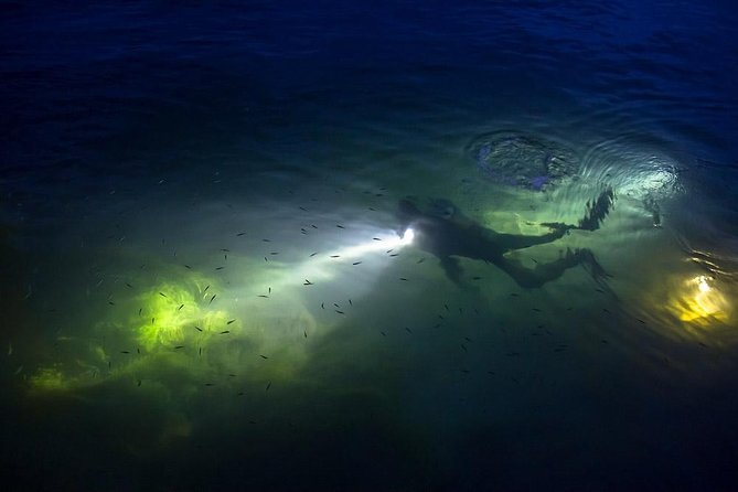 Night Shore Diving Mangel Halto Aruba for Certified Divers - Spotting Local Marine Life