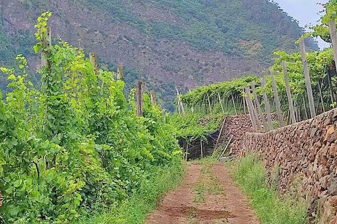 North Tour & Wine Tasting - 4x4 (Small Groups) - Guest Reviews and Feedback