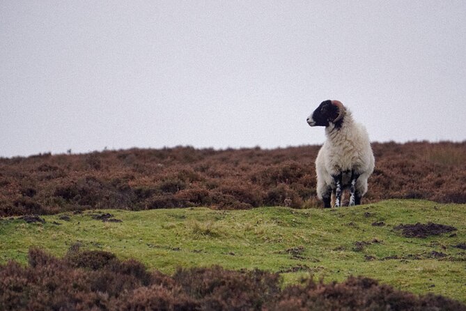 North York Moors Tour App, Hidden Gems Game and Big Britain Quiz (7 Day Pass) UK - User Reviews and Feedback