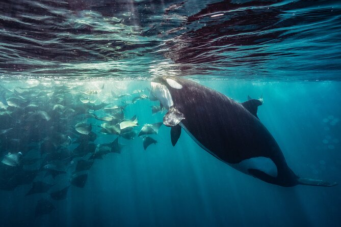 Ocean Safari in La Ventana: Mobula Rays, Dolphins, Orcas & Whales - Marine Life Encounters