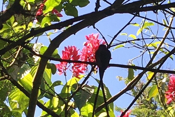 Ocho Rios/Private Tour to Famous Blue Hole and Local Farm in the Countryside - Frequently Asked Questions
