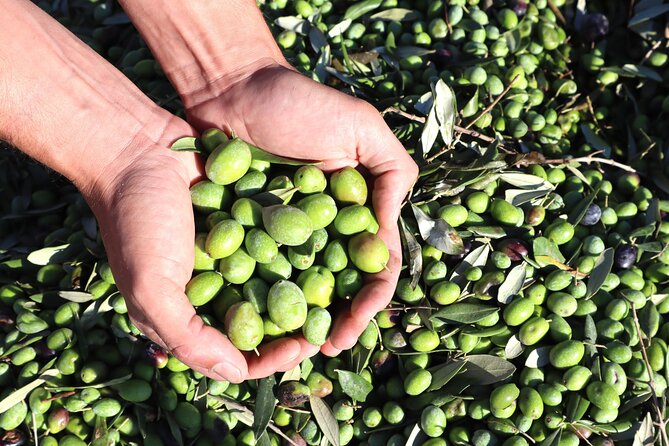 Oil Tourism With the 5 Senses - Olive Oil Tourism: An Interactive Experience