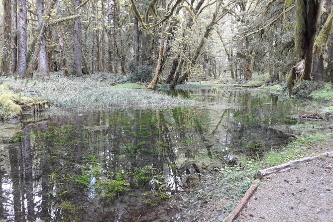 Olympic Peninsula and Forest Tour - Indulging in Local Culinary Experiences