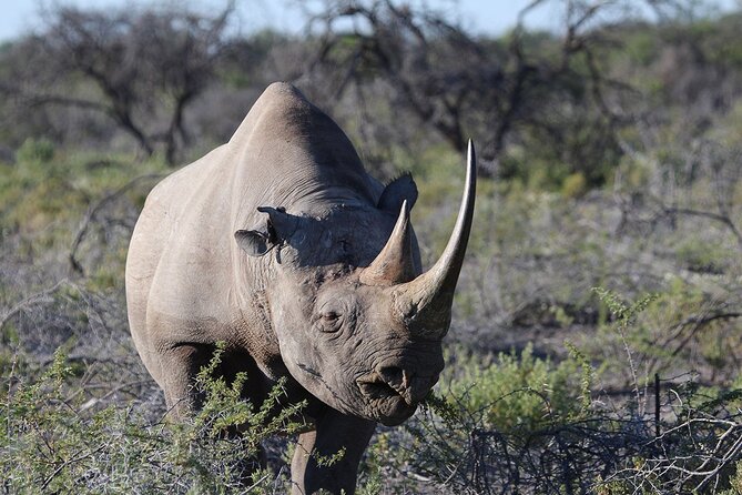 One Day Tour to Maasai Mara Game Reserve From Nairobi - Pricing and Cancellation Policies