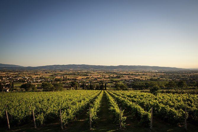 Organic Winery Tour With Full Lunch From Assisi - Lunch With Local Specialties