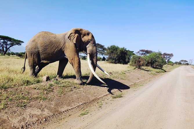 Overnight Safari to Amboseli National Park - Transportation Options