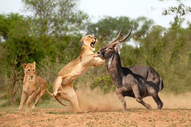 Overnight Tour in Amboseli National Park From Nairobi - Frequently Asked Questions