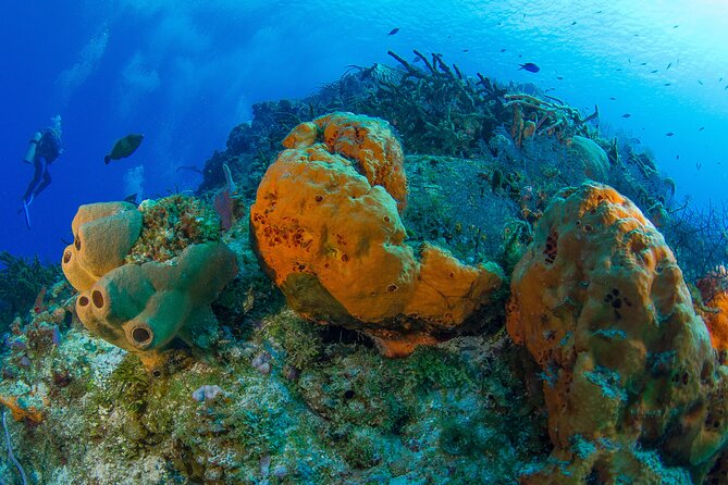 PADI Discover Scuba Diving Tour in Cozumel - Provider and Pricing