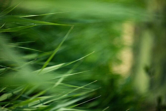 Photo Tour of Macro-Photography - Lake Garda - Since You Asked