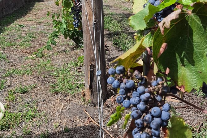 Pompeii Ruins and Wine Tour From Sorrento - Expert Guide and Commentary