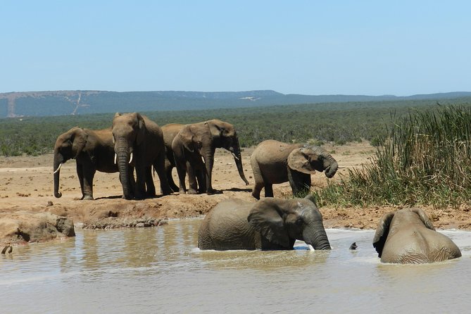 Port Elizabeth Shore Excursion: Addo Elephant Full Day Safari &BraaiLunch(BBQ) - Tour Operator Insights