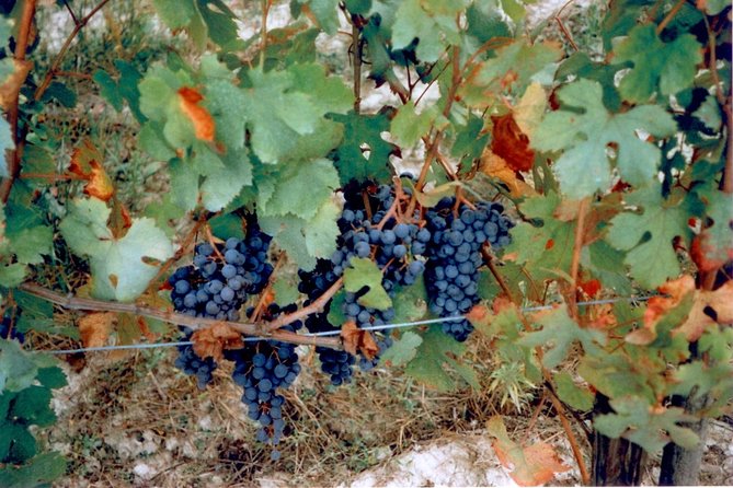 Private 7-Hour Tour of Three Etna Wineries With Tasting From Syracuse - Reviews and Feedback