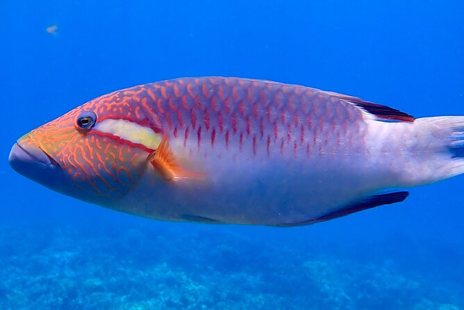 Private and Personalized Scuba Diving Adventures for All Experience Levels - Beginner-Friendly Scuba Adventures in Maui