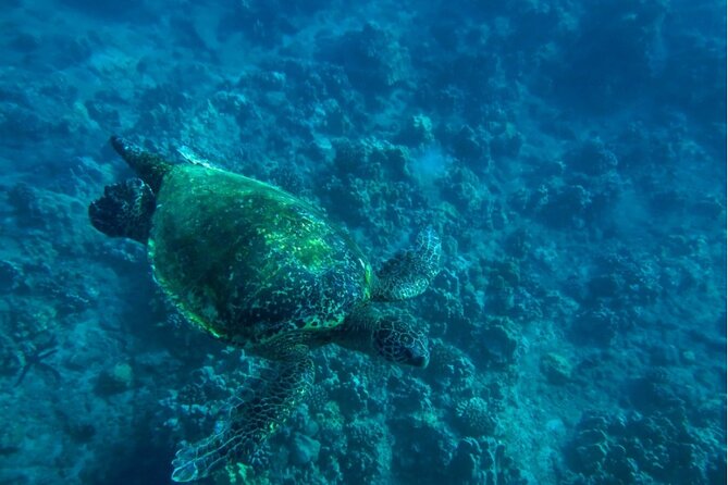 Private Beginner Paddleboard Lesson With Snorkel in Turtle Town! - Exploring Turtle Town