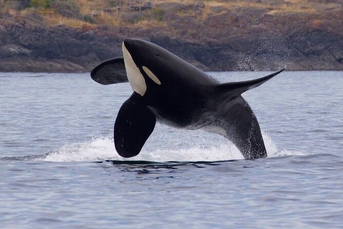 Private Charter - Marine Adventure and Whale Watching - Trip Highlights