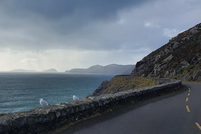 Private Chauffeur Service From Killarney to Shannon Airport - Future Service Availability