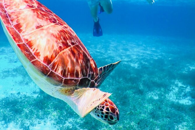 Private Cozumel Jeep Tour & Jade Caverns Cenote: All-Inclusive - Tour Highlights