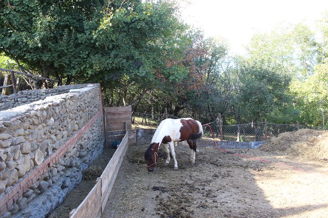 Private Day Horse Riding Trip to Sighnaghi With Lunch and Wine/Beer. - Confirmation and Tour Details