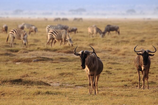 Private Day Tour Amboseli National Park - Agency Commitment