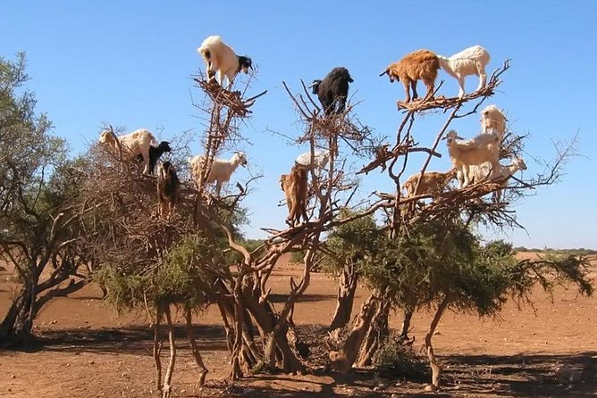 Private Day Tour To Essaouira - Frequently Asked Questions