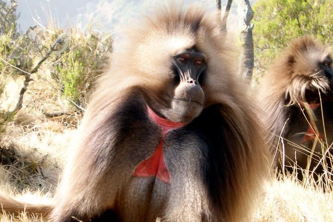 Private Day Trip to Debre Libanos Portuguese Bridge Galada Baboon - Whats Included and Excluded