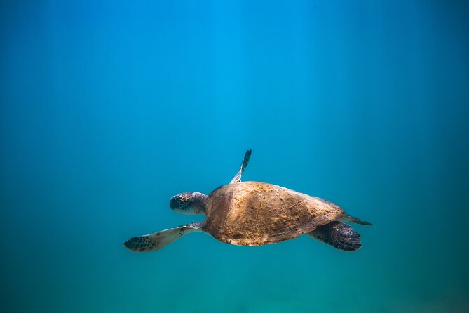Private Dive Boat for Certified Divers - Cabo San Lucas - Cancellation and Booking Information