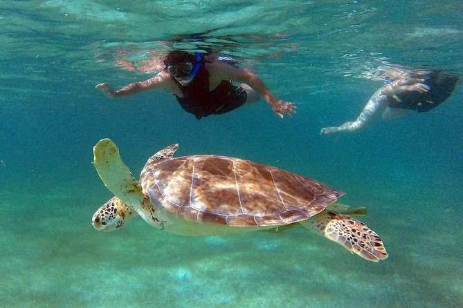 Private Experience: Akumal Sea Turtles Encounter and Yal-Kú Lagoon Colorfull Fish Snorkel. - Highlights of the Tour