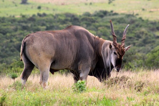 Private Full-Day Addo Elephant National Park Safari - Wildlife Sightings