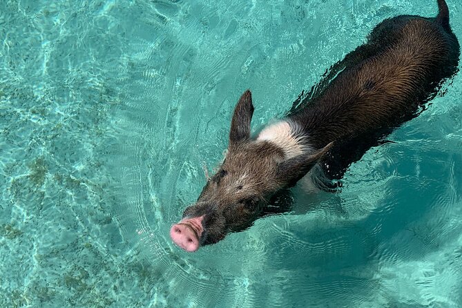 Private Full Day Surf and Turf Swimming Pigs and Fishing - Fishing Opportunities