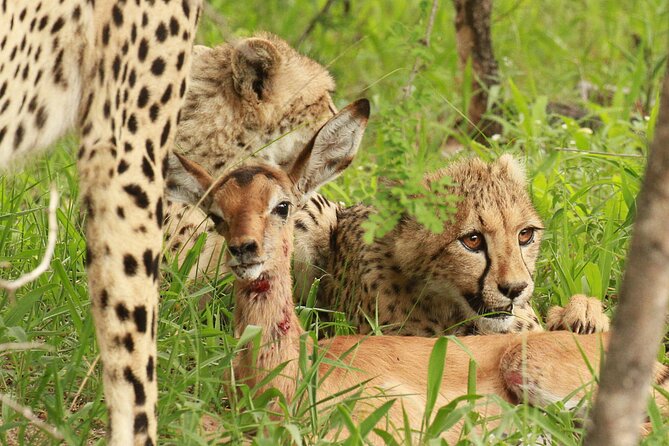 Private Game Drive Safari in Hoedspruit - Safety Considerations
