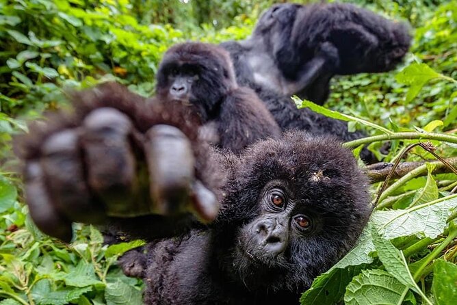 Private Gorilla Trekking Transfer From Kigali to Volcanoes N.Park - Customer Ratings and Feedback
