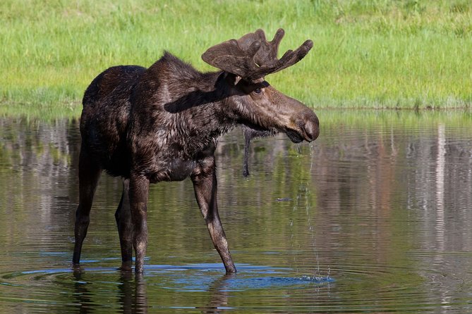 Private Grand Teton Wildlife Safari Tour - Binoculars and Spotting Scopes