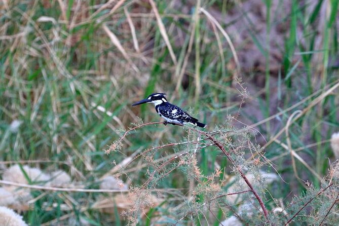 Private Half-Day Bird Watching Tour in Aswan - Frequently Asked Questions