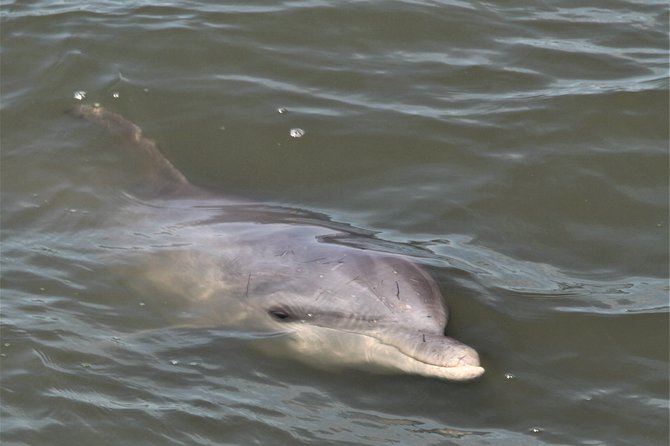 Private Hilton Head Sunset Dolphin Tour - Customer Reviews and Testimonials