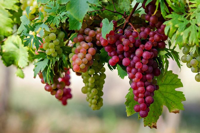 Private Lake Balaton Experience Review - Wine Tasting Experience