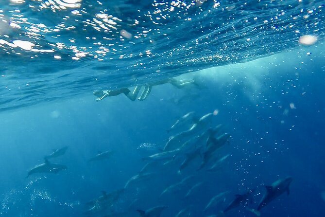 Private Marine Wildlife Boat Tour - Pricing and Cancellation Policy