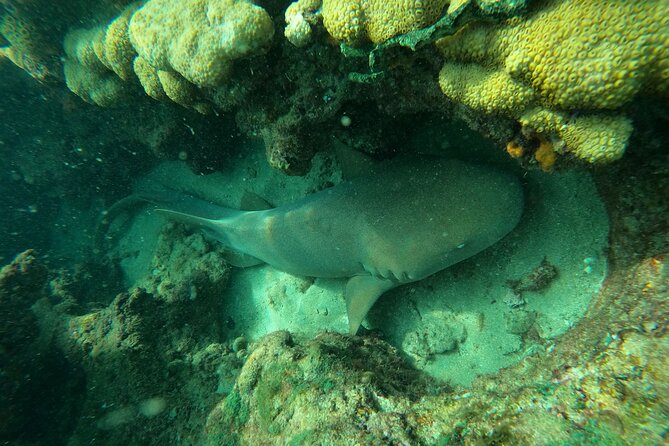 Private MegaSUP & Snorkel Tour of Fort Lauderdale Reefs - Exploring the Reefs