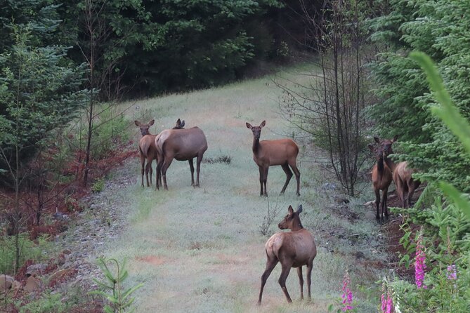 Private Mt Rainier National Park Tour in SUV - Questions About Your Stay