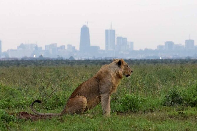 Private Nairobi National Park Day Tour - Memorable Experiences