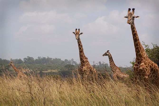 Private Safari Nairobi National Park in 4*4 Landcruiser - Traveler Reviews and Ratings