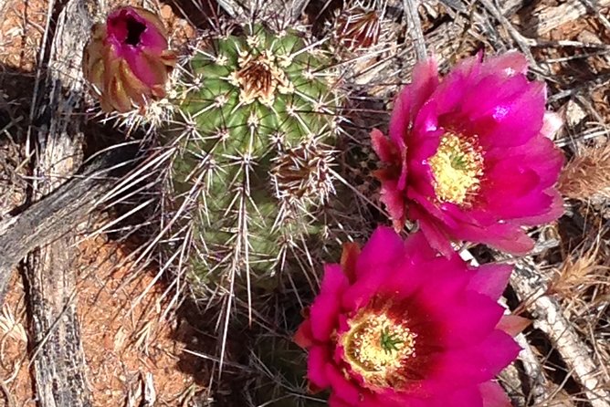 Private Sedona Scenic Full-Day in Luxury Car Tour - Traveler Feedback and Ratings