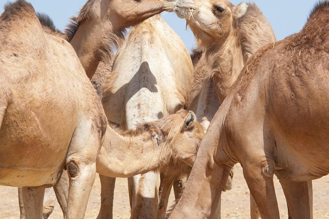 Private Tour : Al Ain City Sightseeing With Lunch From Dubai - Visit Sheik Zayed Palace Museum