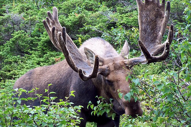 Private Tour: Experience the Canadian Rocky Mountains - Customer Reviews