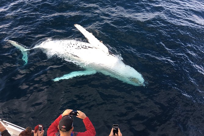 Private Tour Fee to See Whales and Dolphins - Natures Impact on Animal Sightings