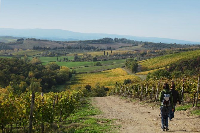 Private Tour: Guided Hike in Tuscany With Transport From Siena - Exploring Chiantis Vineyards