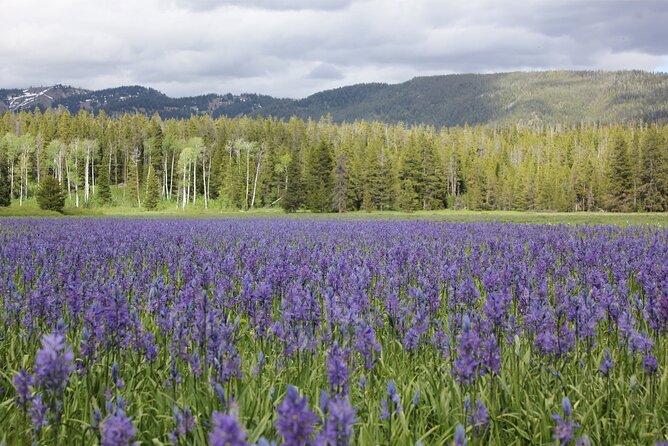 Private Tour in Grand Teton National Park and Yellowstone Lower Loop - Questions About Your Stay