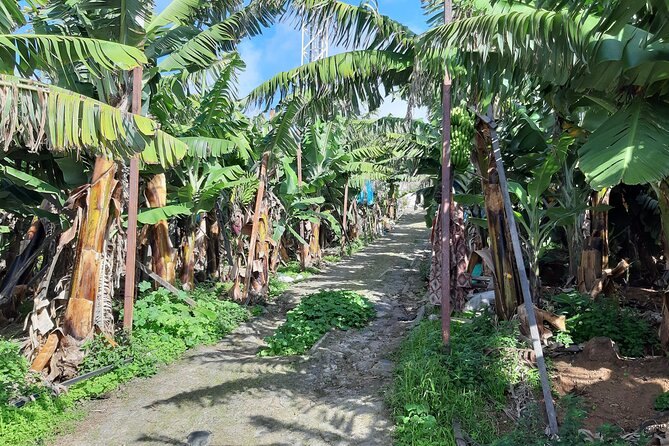 Private Tour of Banana Farm From Funchal - Viator Help Centre